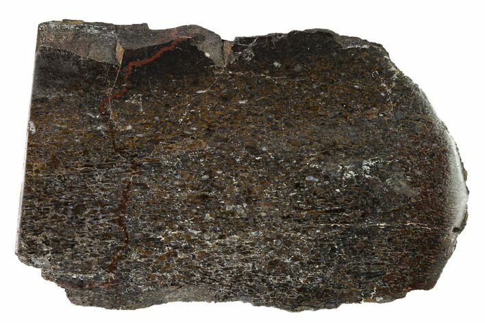 Polished Dinosaur Bone (Gembone) Section - Utah #151495